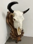 Трофей от бизон с дърворезбована поставка, снимка 6