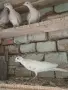 Гургутки  пеещи   , снимка 2