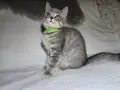 Британска/ Шотландска , снимка 4