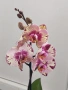 Орхидеи Фаленопсис, снимка 2
