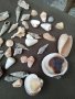 Колекция 45бр рапани и миди, снимка 6