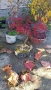 бонсай японски клен bonsai Acer palmatum , снимка 9
