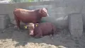 Телета за продан.. ТОП, снимка 10