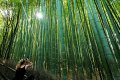 Висококачествени Семена бамбук Moso Bambo градински сертифицирани декоративни растения за дома и дво, снимка 15