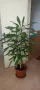 Палма Драцена - 170 см , снимка 5