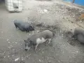 виатнамски прасета, снимка 1