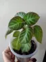 Глоксиния, gloxinia Lindeniana, снимка 1