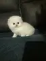 ТОП КОТЕНЦА НА ТОП ЦЕНА, снимка 1