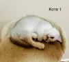 Британско късокосместо коте, снимка 3