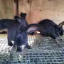 мъжки зайци великани , снимка 2