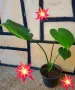 Комплект от три вида monstera, може и по отделно, снимка 13
