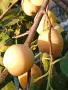 Продавам едроплодни дренки, снимка 8