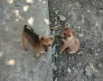Пинчер.         ., снимка 2