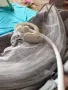 електрическа люлка за бебе Hera cangaroo, снимка 8