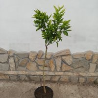 Мандарина - дръвче с плодчета, снимка 2 - Градински цветя и растения - 40625143