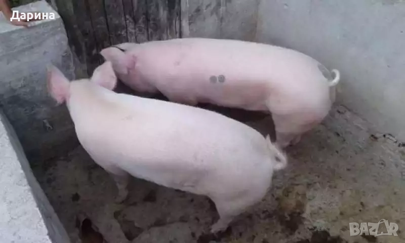 Домашно отгледани прасета, снимка 1