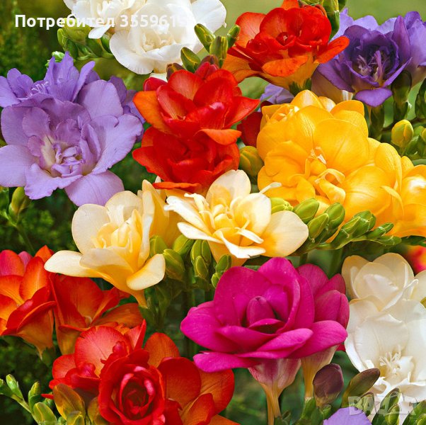 луковици на фрезия микс всички цветове, снимка 1