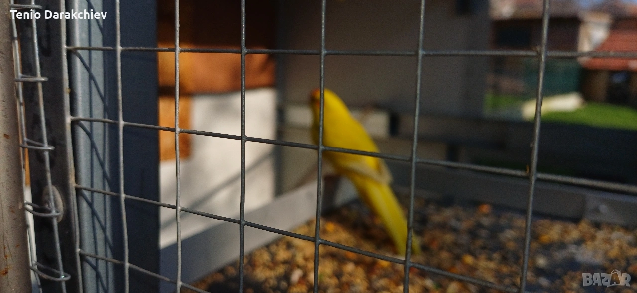 Свободни папагали , снимка 1