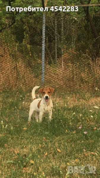 Джак Ръсел с Родословие, снимка 1