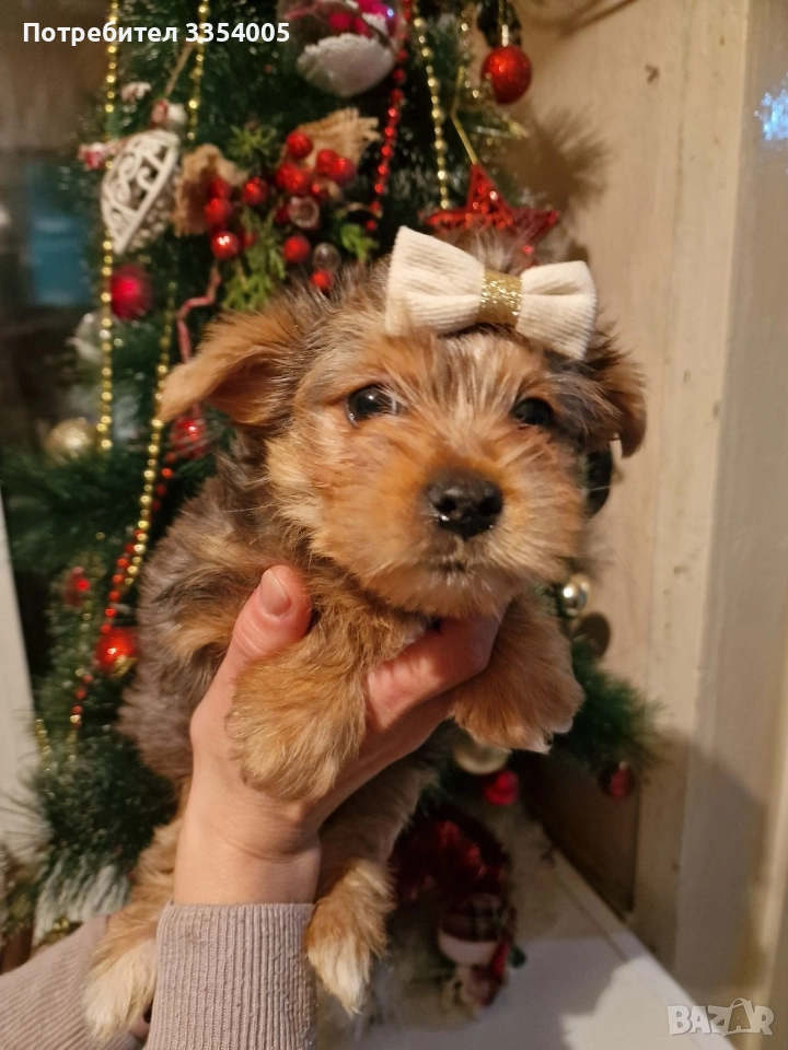Мъжко йорки чудесен подарък , снимка 1