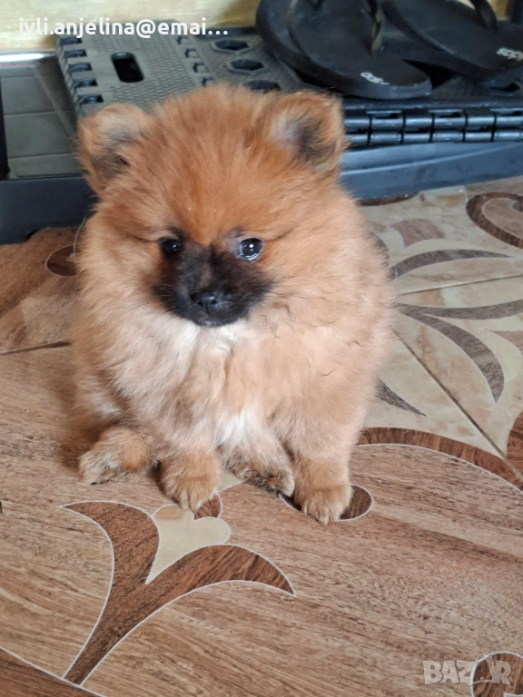 Померански шпиц, снимка 1