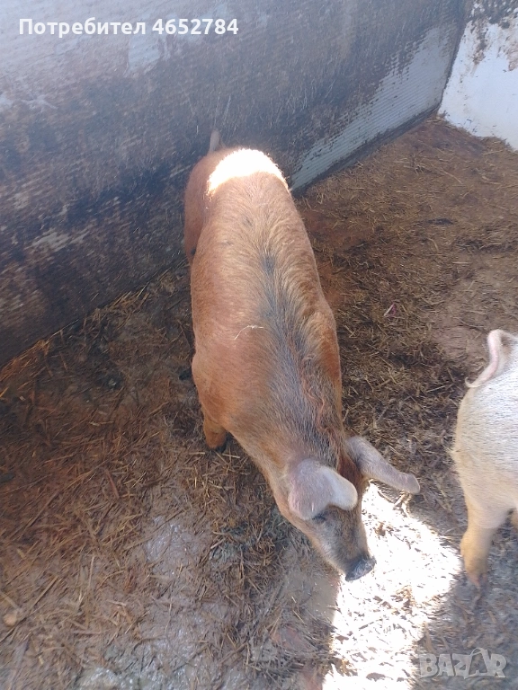 Мъшко 50 килограма, снимка 1