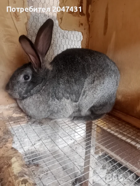 Зайци, снимка 1