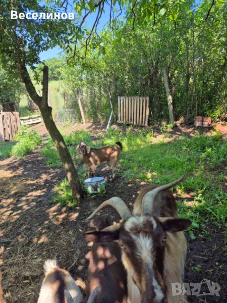 Продавам козлета, снимка 1