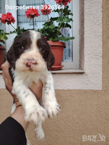 Спрингер Шпаньол , снимка 1