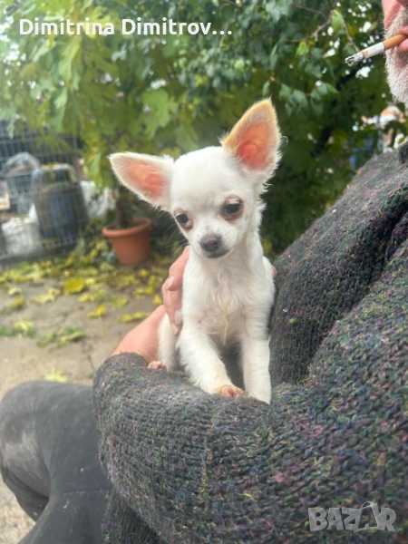 Мъжко мини чихуахуа, снимка 1