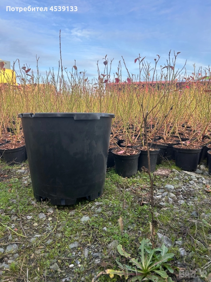 40л. Саксия за боровинки, снимка 1