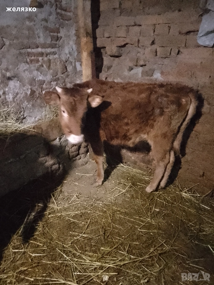 женско теле, снимка 1