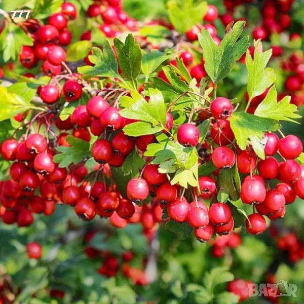 дива череша , див лешник,  дива круша , глог , върба , бреза , див дрян , бряст, снимка 1