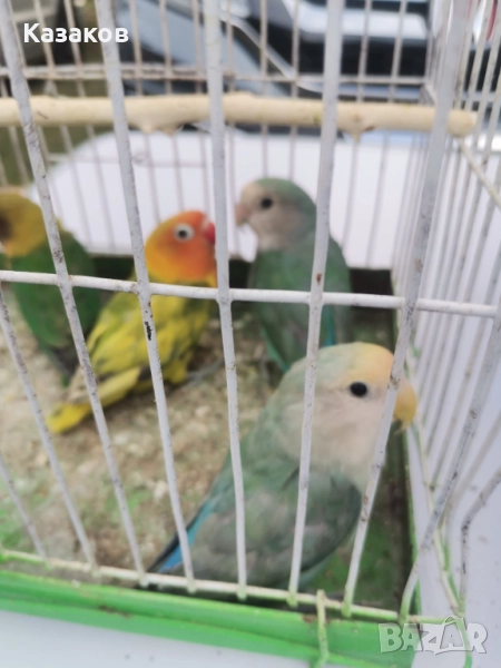 Продавам неразделки, снимка 1