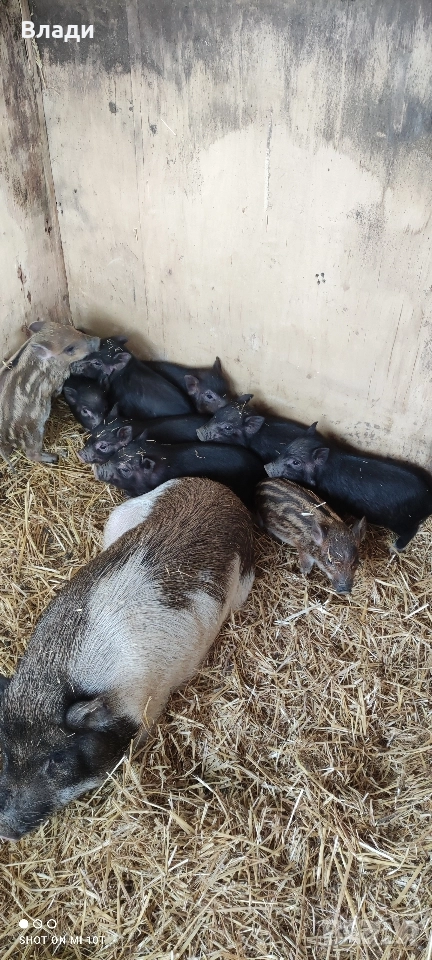 Продавам виетнамски прасета , снимка 1