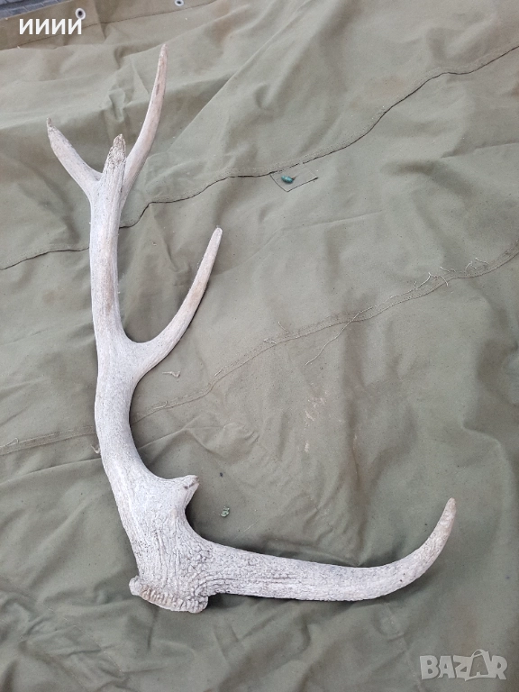 Еленов рог, снимка 1