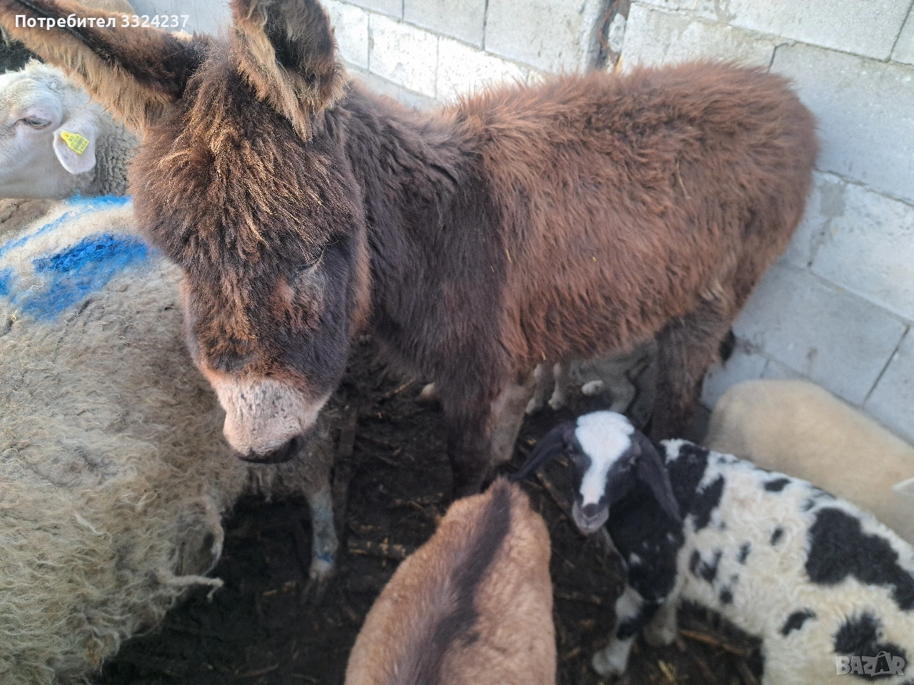 продавам мъжко магари на 6 месеца , снимка 1