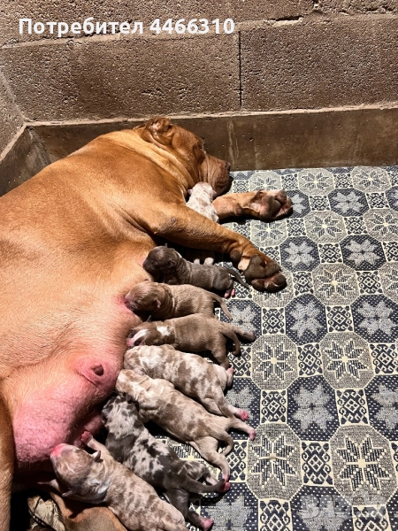 Американско Були ХЛ, снимка 1