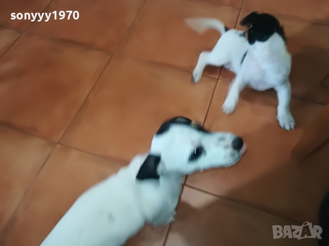 джакове сладури-350лв за бр 2504222023, снимка 14 - Джак ръсел териер - 36560510