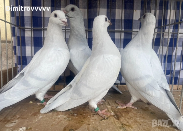 Млади пощи, снимка 2 - Гълъби - 52997328