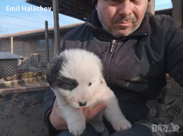 Продавам каракачански кученца , снимка 3 - Каракачанска овчарка - 53925455