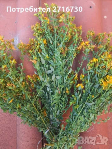 Жълт кантарион - билка от подножието на Рила 