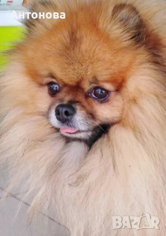 Издирва се,куче, померан!, снимка 2 - Померан - 52644399