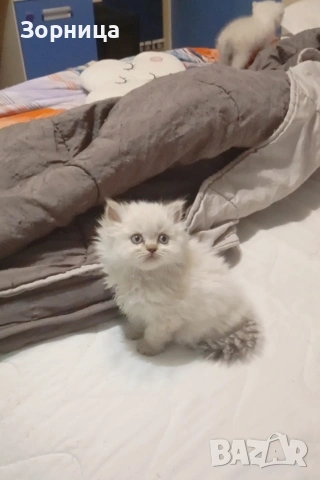 Британска сребърна чинчила , снимка 11 - Чинчили - 54337750