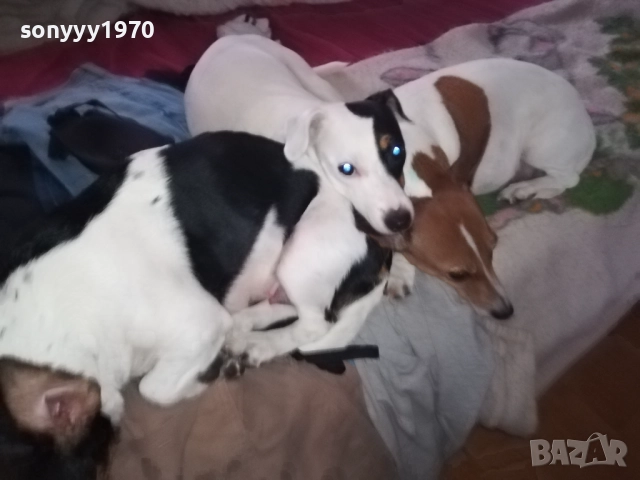 ПРОДАВАМЕ ДЖАК РЪСЕЛ-БЕБЕТА гр.ВИДИН 2809251916, снимка 2 - Джак ръсел териер - 51869972