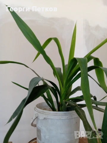 Стайна Палма Юка - 40 см.чисто, без контейнера., снимка 2 - Стайни растения - 50699090