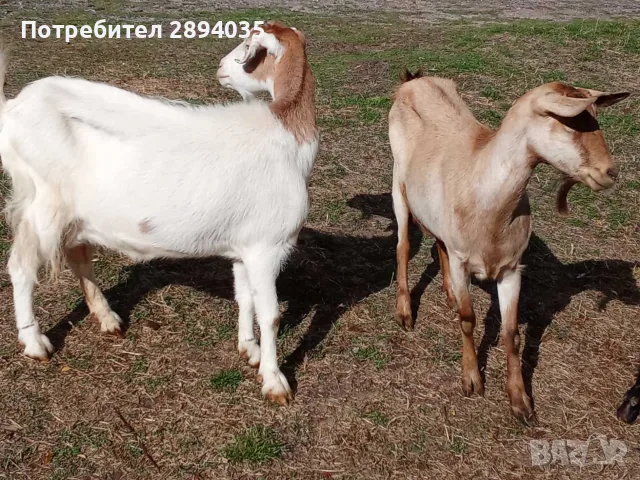 свободни 6 кози + 2 ярета , снимка 6 - Кози - 56333631