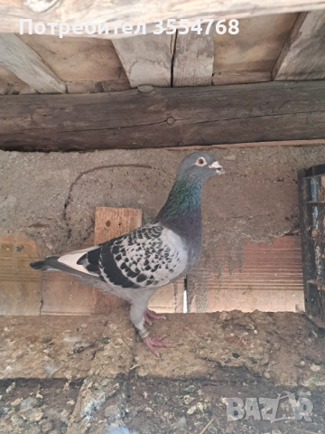 Продавам спортни гълъби , снимка 3 - Гълъби - 51801797