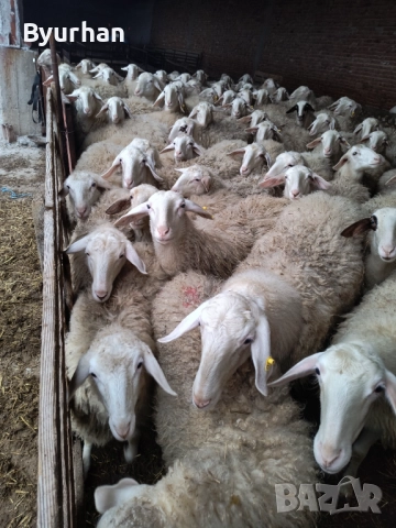 Заплодени Асаф Шилета, снимка 2 - Овце - 52866729