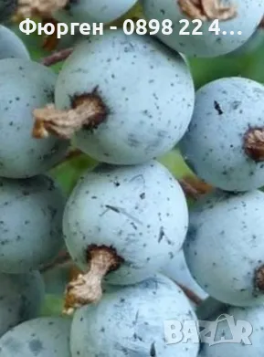 Касис кинг едуард, снимка 2 - Разсади - 49967870